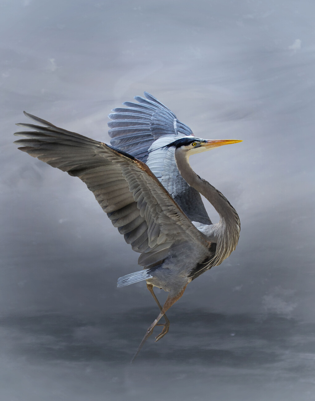 Blue Heron Art Image 1021x1299