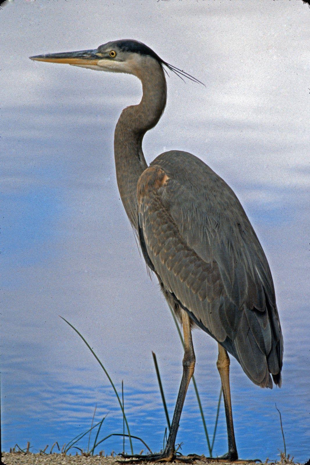 Blue Heron Baby Pictures 1067x1600