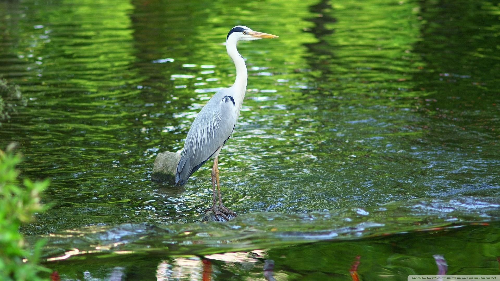 Can Blue Herons Be White 1920x1080