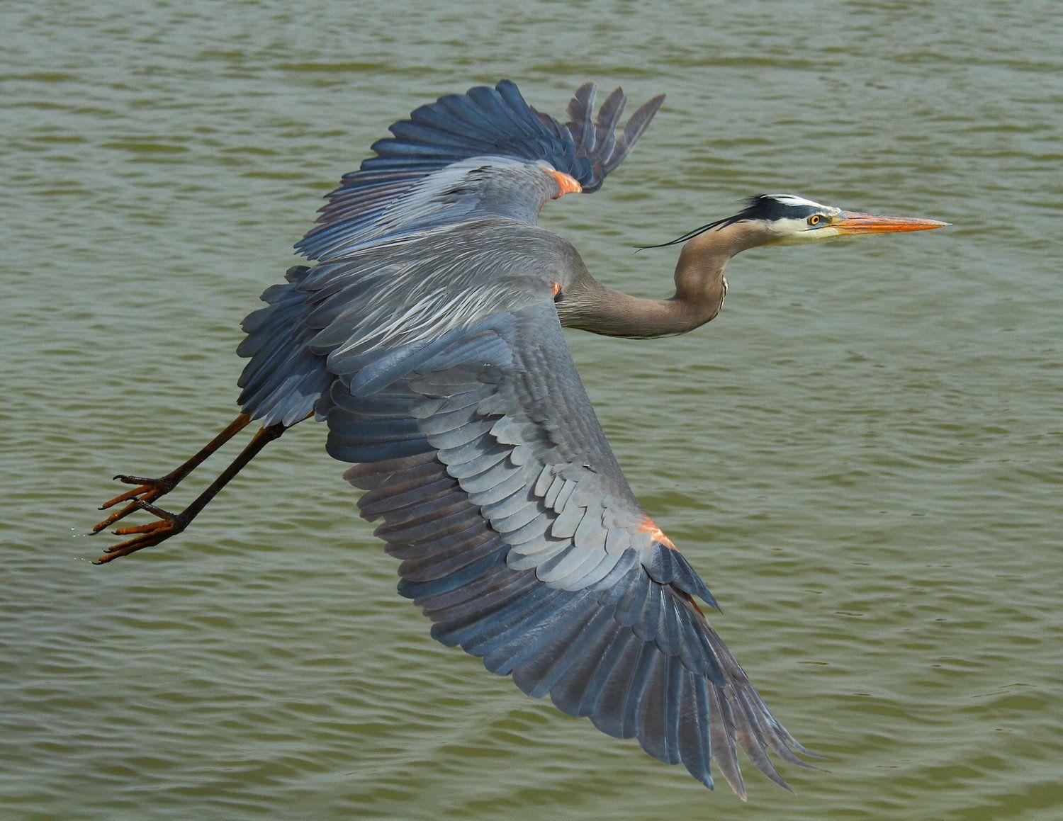 Great Blue Heron Image Free Download 1500x1159