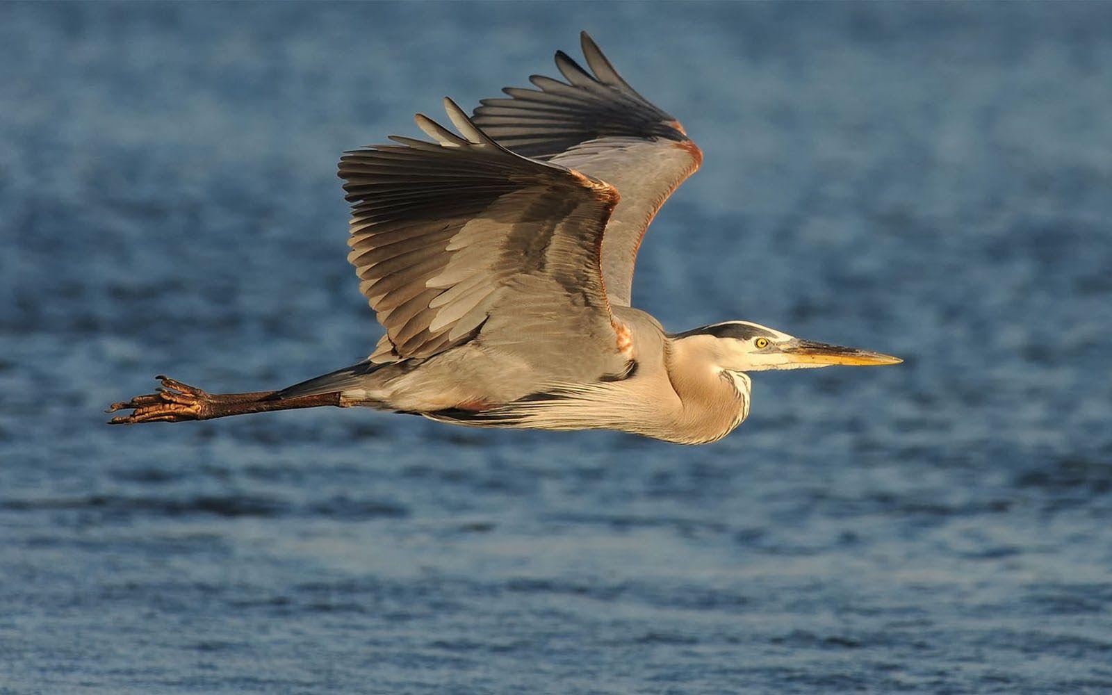 Great Blue Heron Images 1600x1000