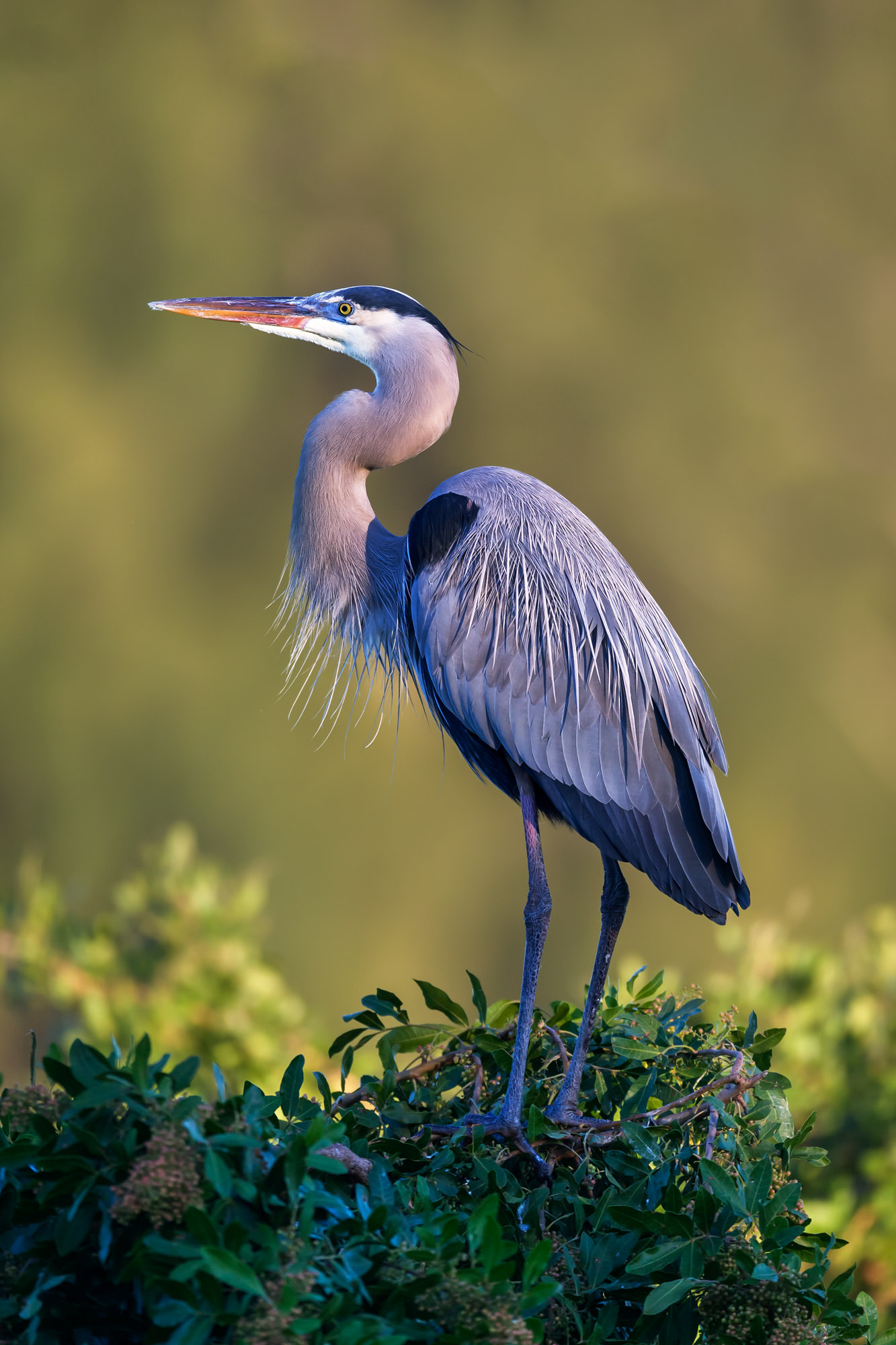Great Blue Heron Images iPhone 1333x2000
