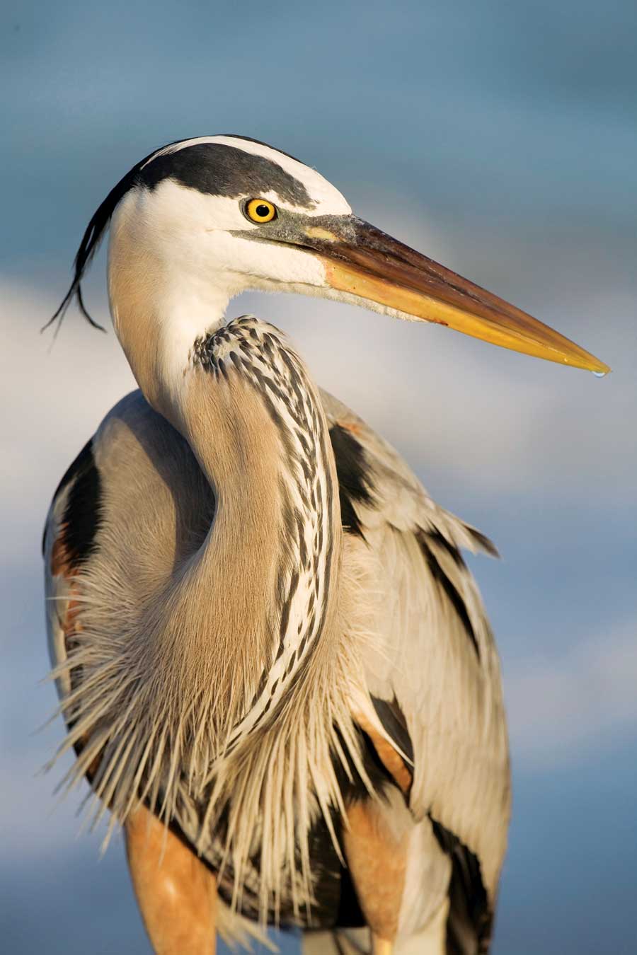 Image of Blue Heron for Mobile 900x1350