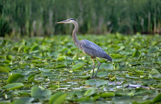 Images of a Baby Blue Heron 550x356