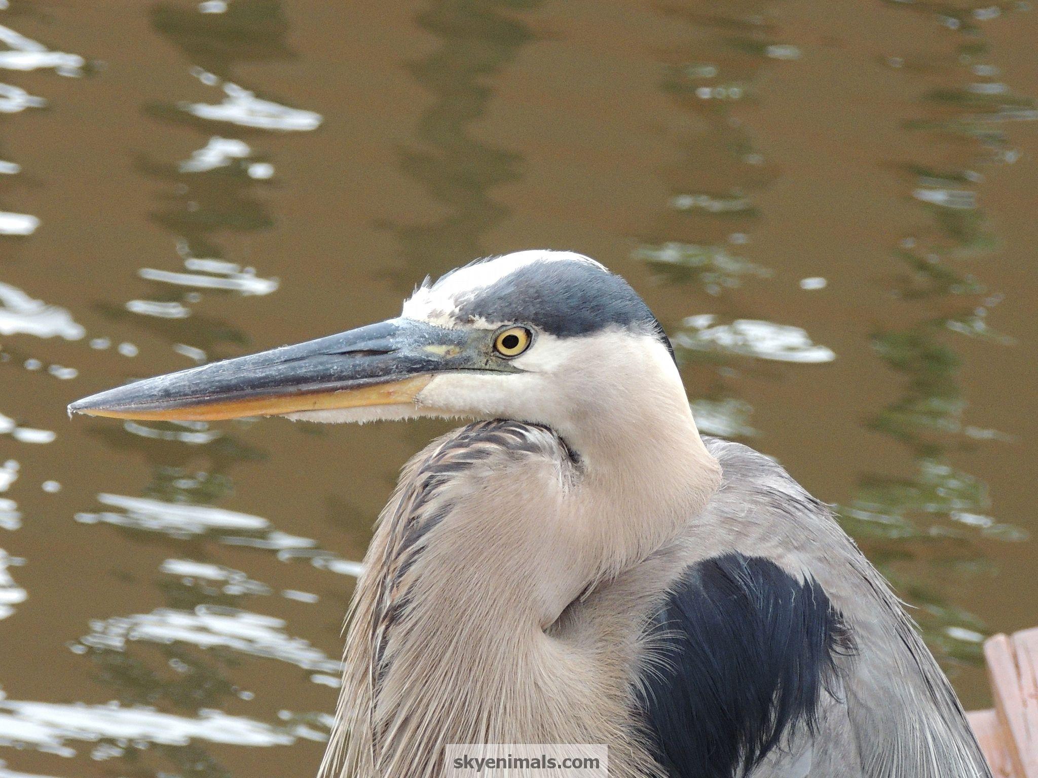 Picture Blue Heron 2048x1536