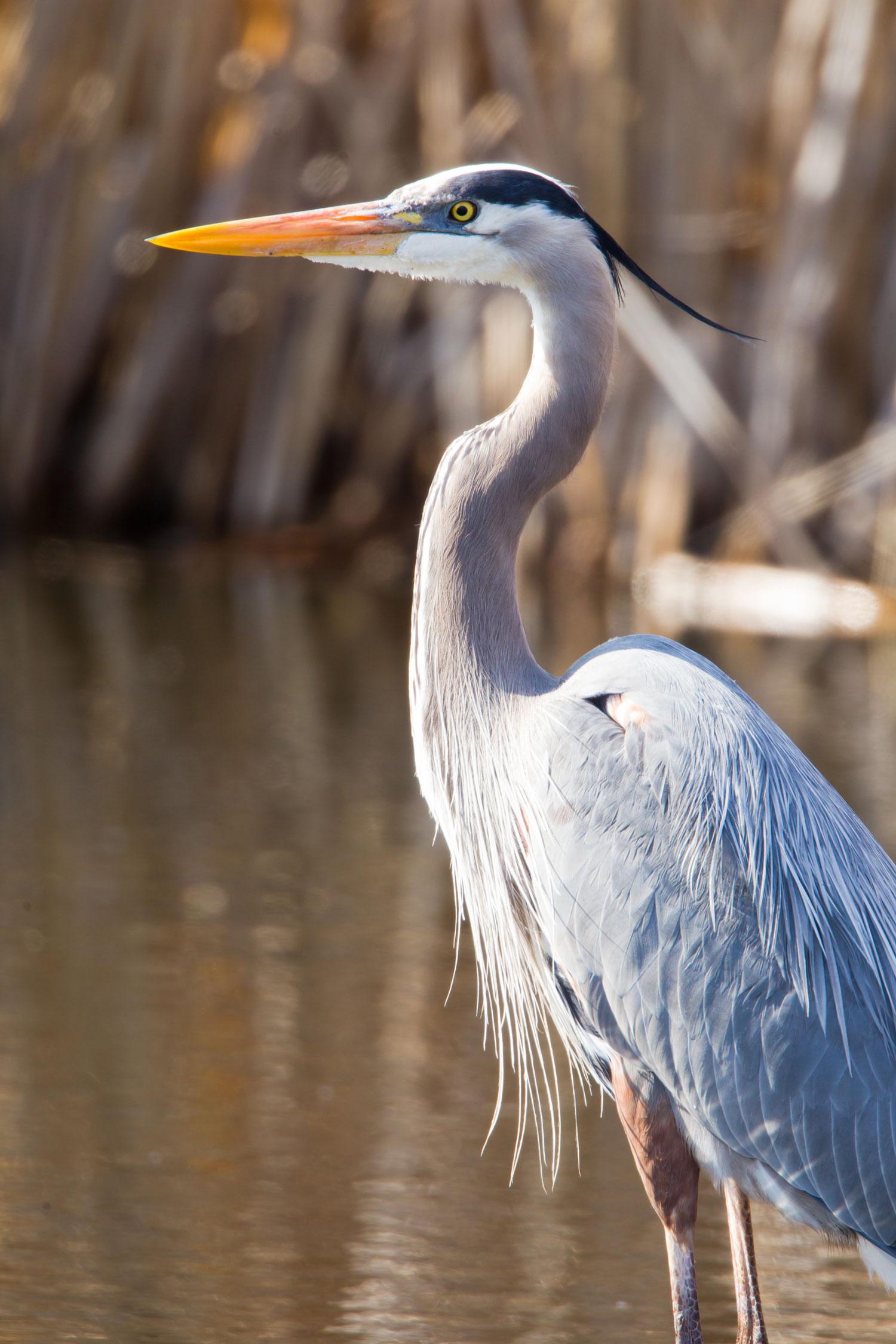Size of a Blue Heron 1500x2250