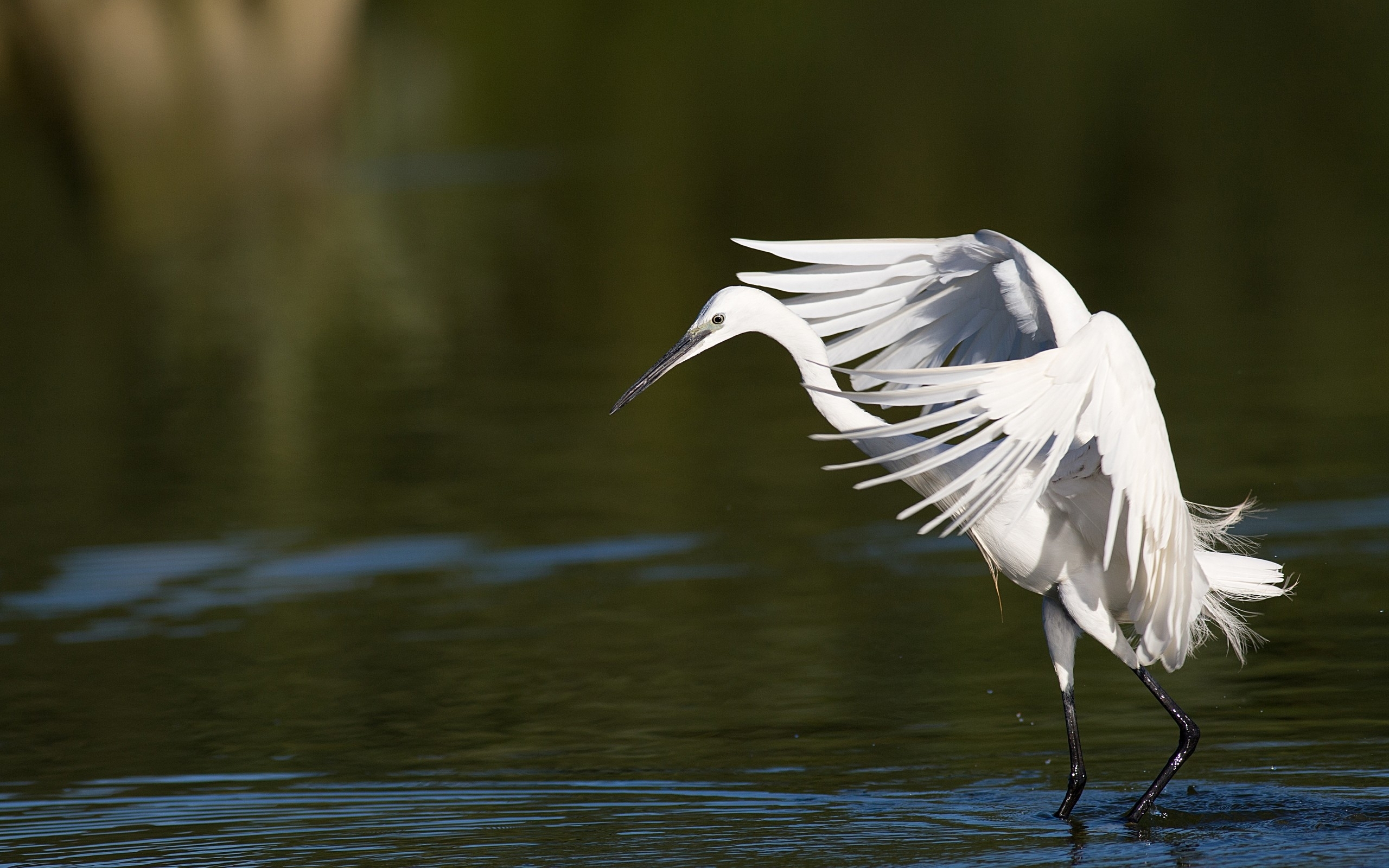 Egret picture white background free 2560x1600