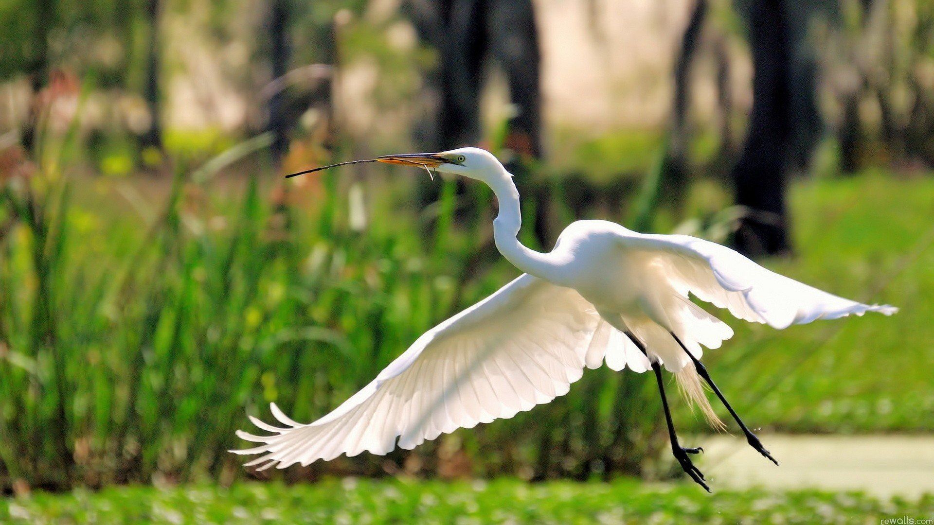 Wallpapers 1080p egrets and swans 1920x1080