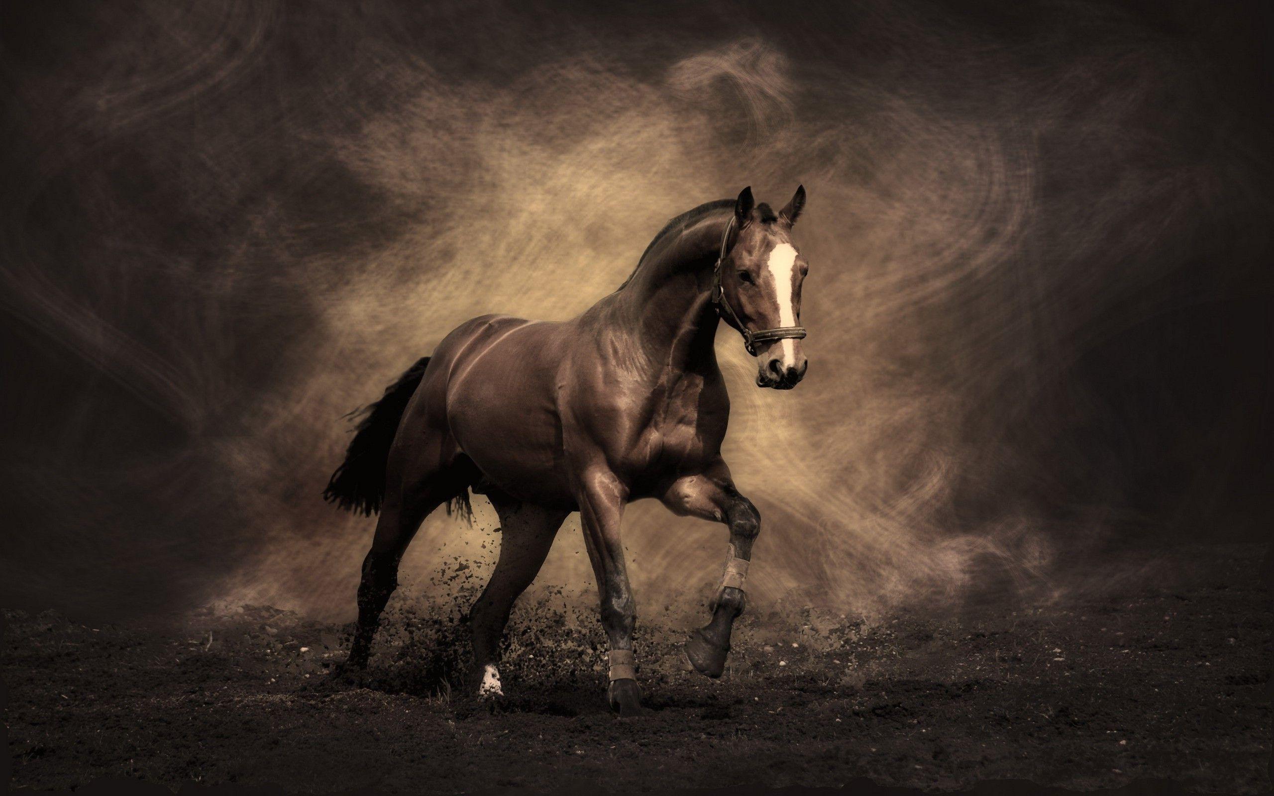 Aesthetic Equestrian Wallpaper 2560x1600