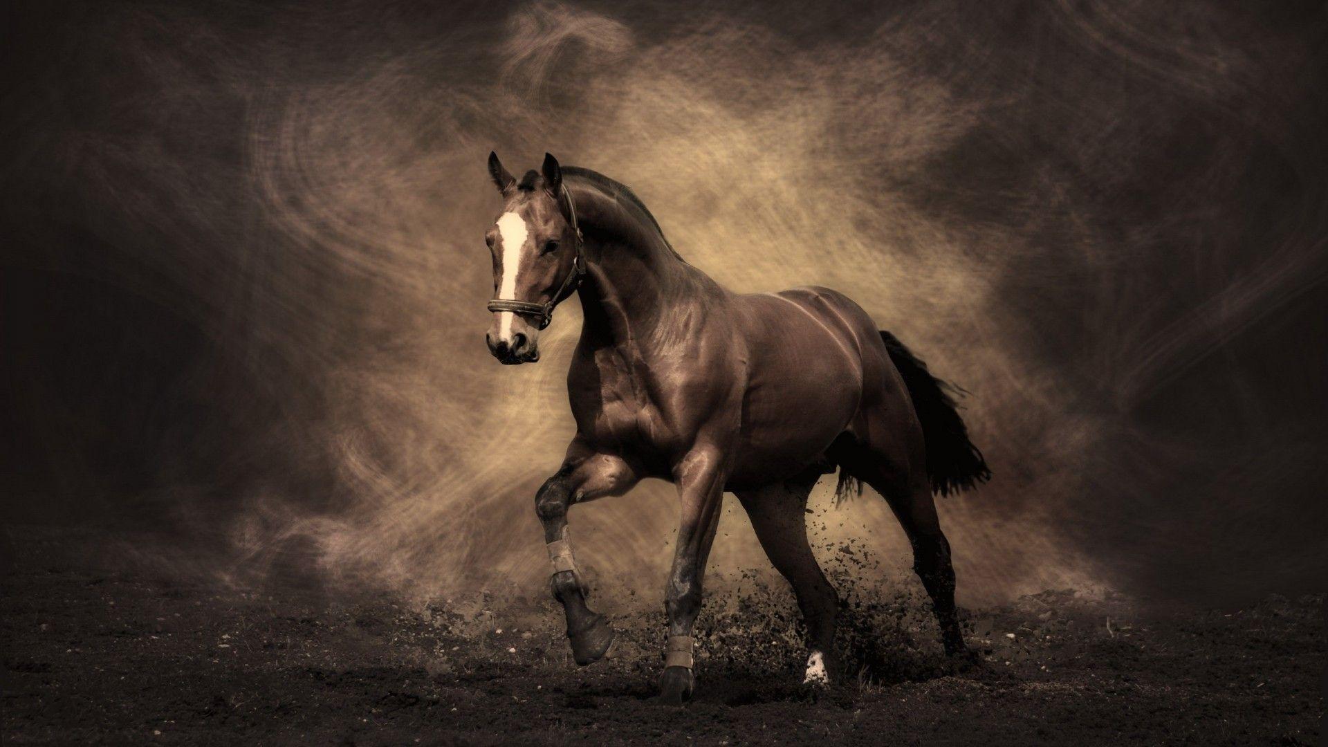 Equestrian Horse Wallpaper 1920x1080