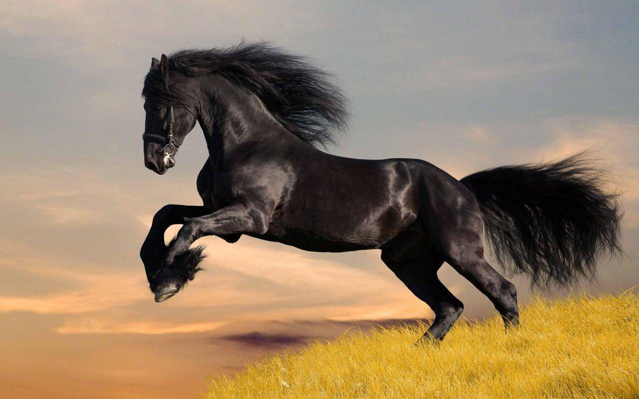 Horse Riding Photos Wallpaper 1280x800