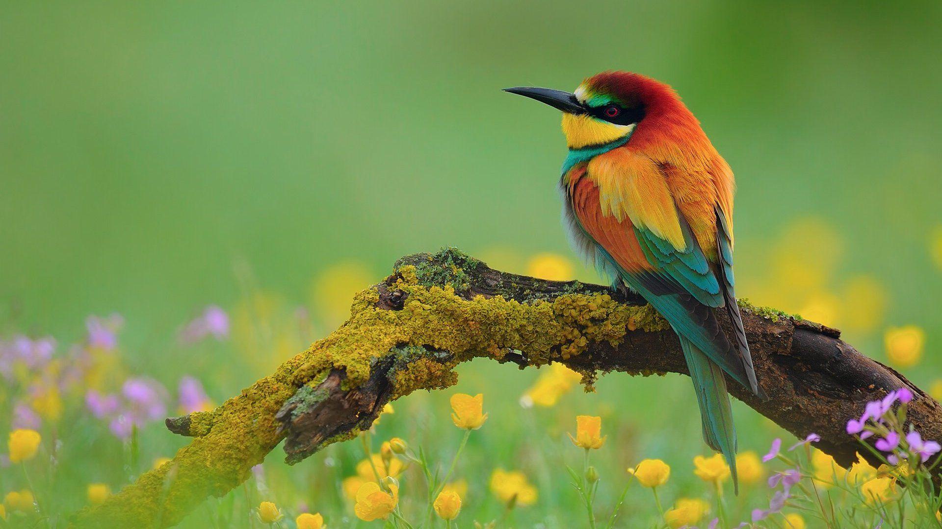 Beautiful Birds and Flowers Wallpapers Download 1920x1080