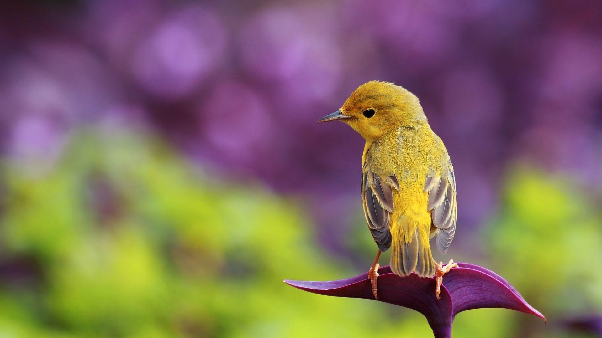 Beautiful Birds and Flowers Wallpapers Free Download 1920x1080