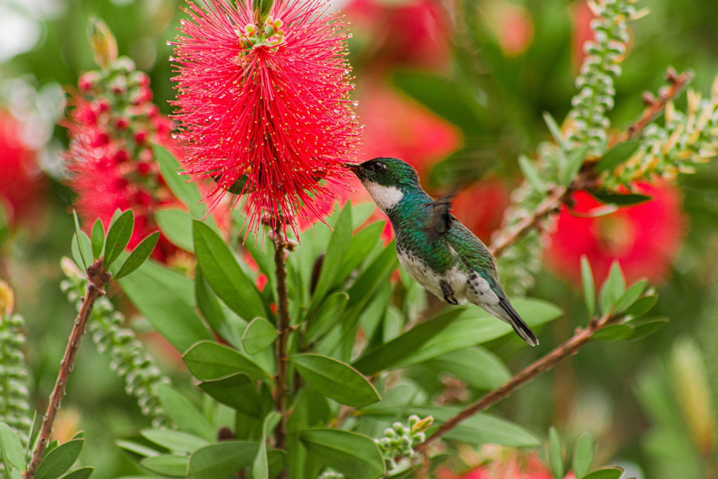 Bird and Flowers Wallpaper for Laptop and Phone 4k 2400x1600