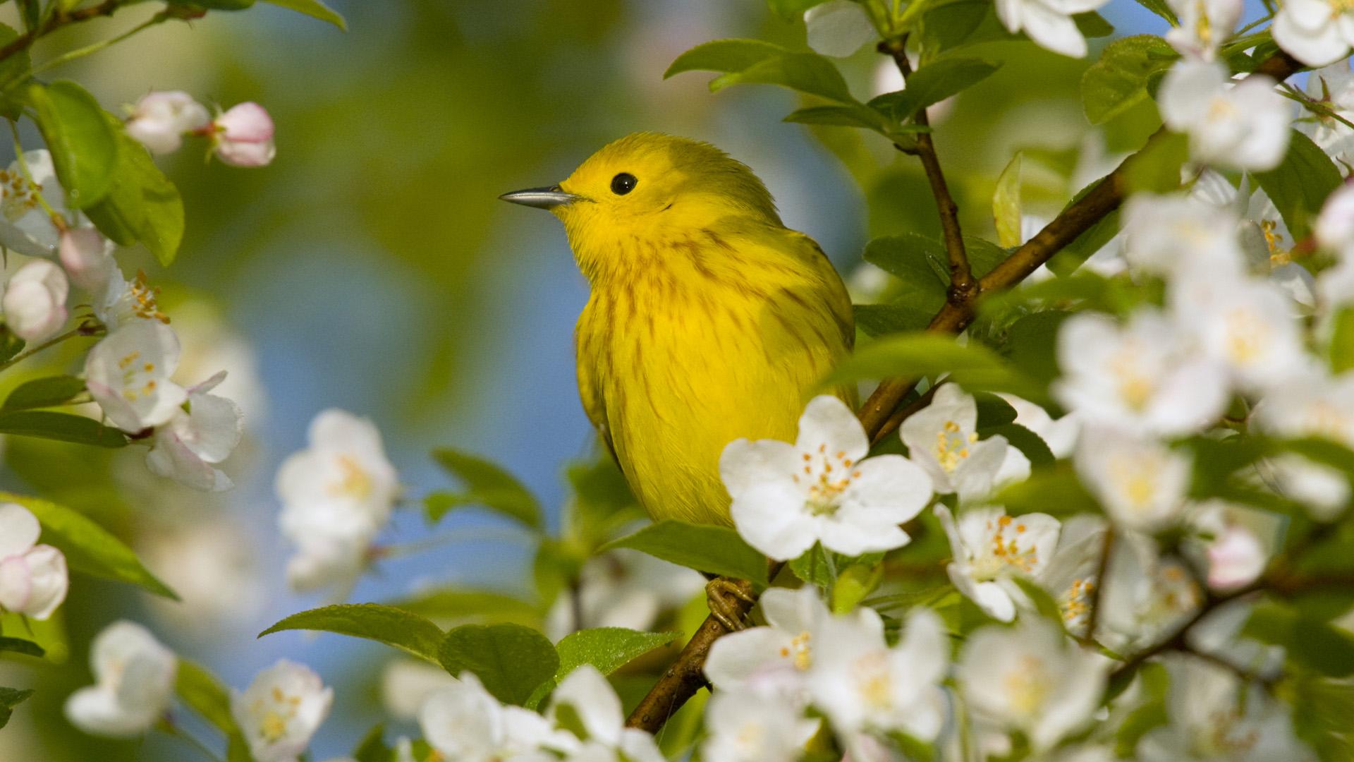 Birds and Blossoms Wallpaper 1920x1080