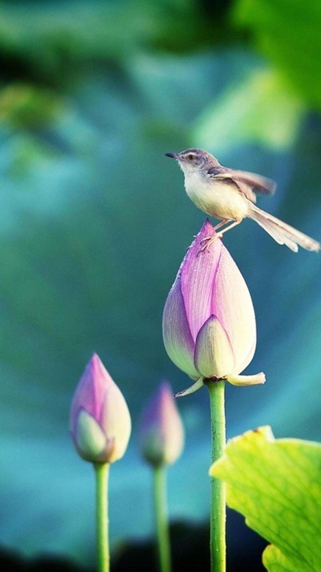 Birds and Flowers Background iPhone 1080x1920