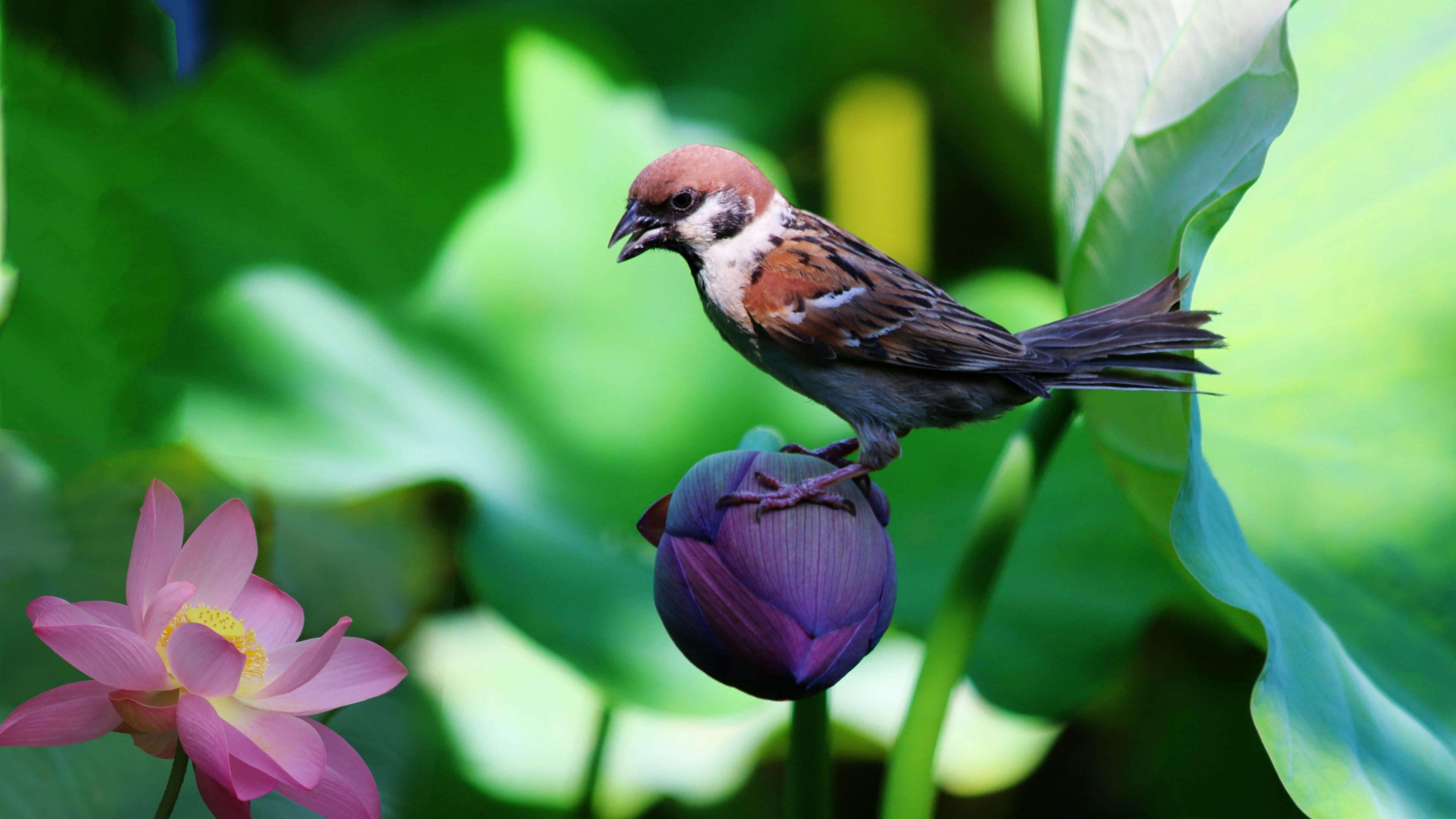 Birds and Flowers Pictures 4k 3840x2160