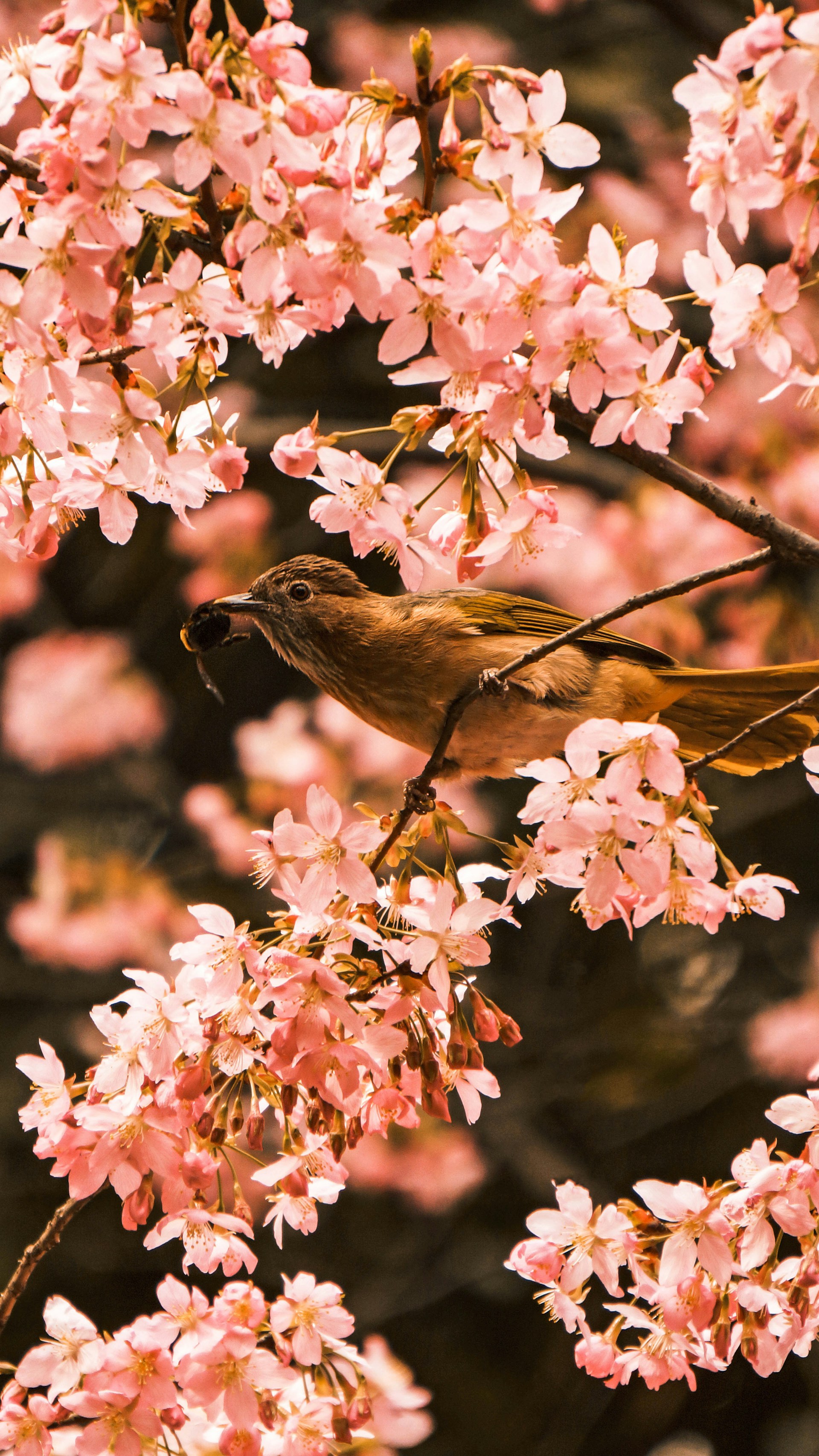 Birds and Flowers Wallpapers Free Download 1920x3412