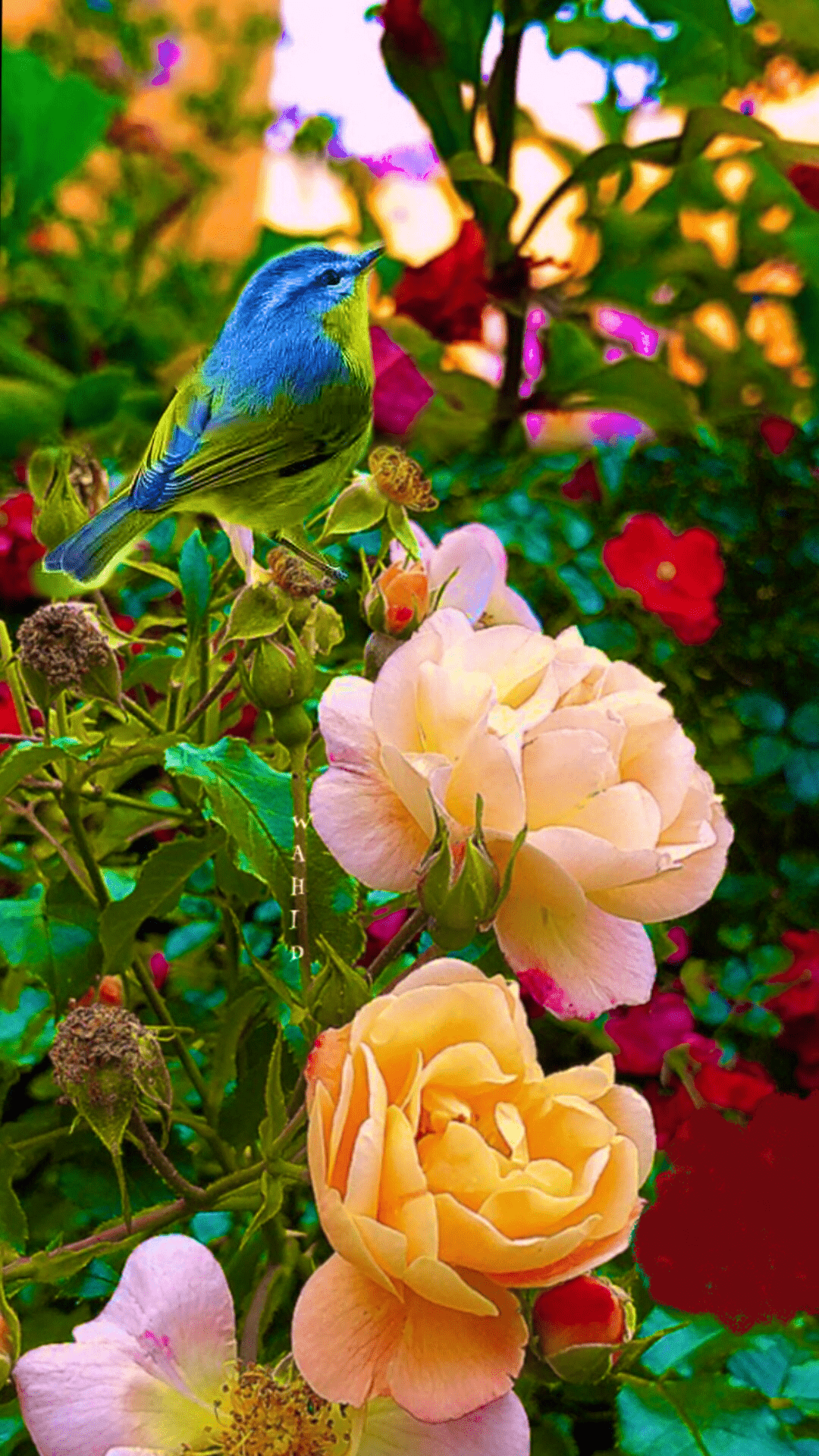 Birds and Roses Wallpaper for Phone 1080x1920