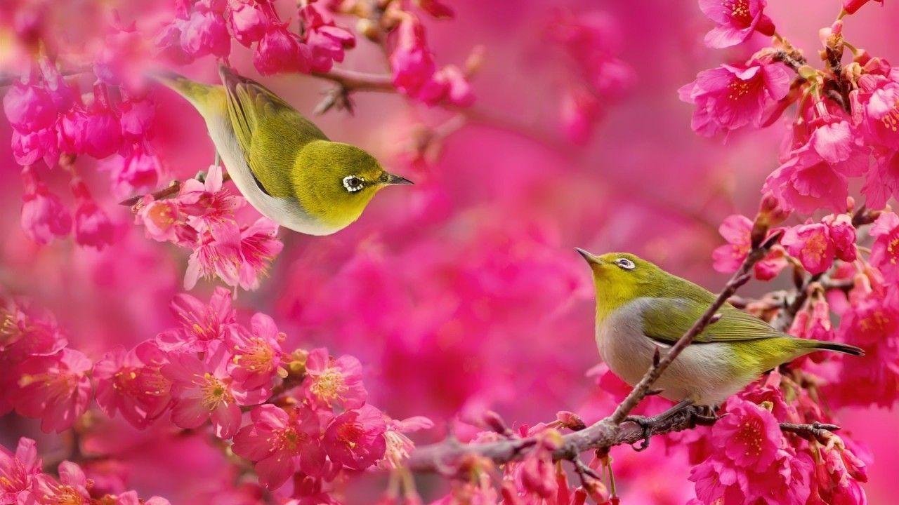 Cherry Blossom Bird Wallpaper 1280x720