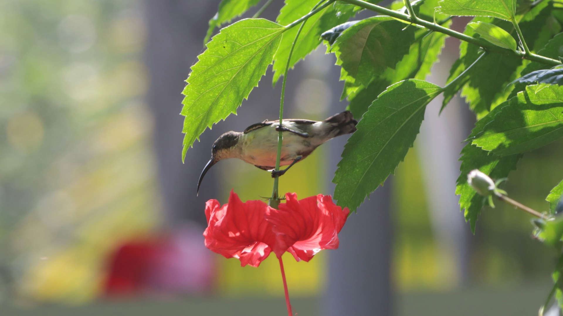 Cute Flowers and Birds Wallpapers 1920x1077