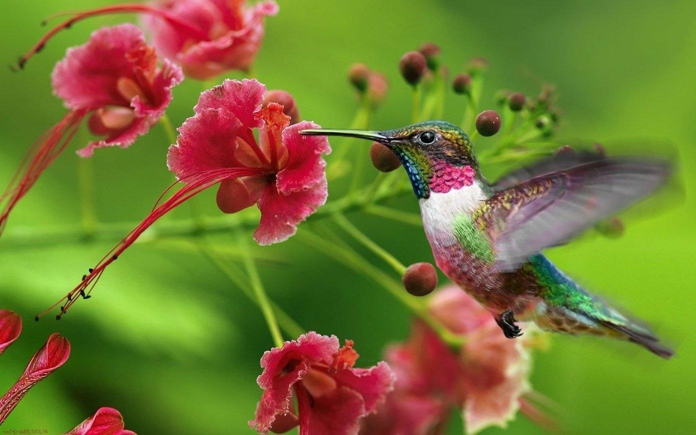 Dynamic Birds and Flowers Wallpaper 1392x870
