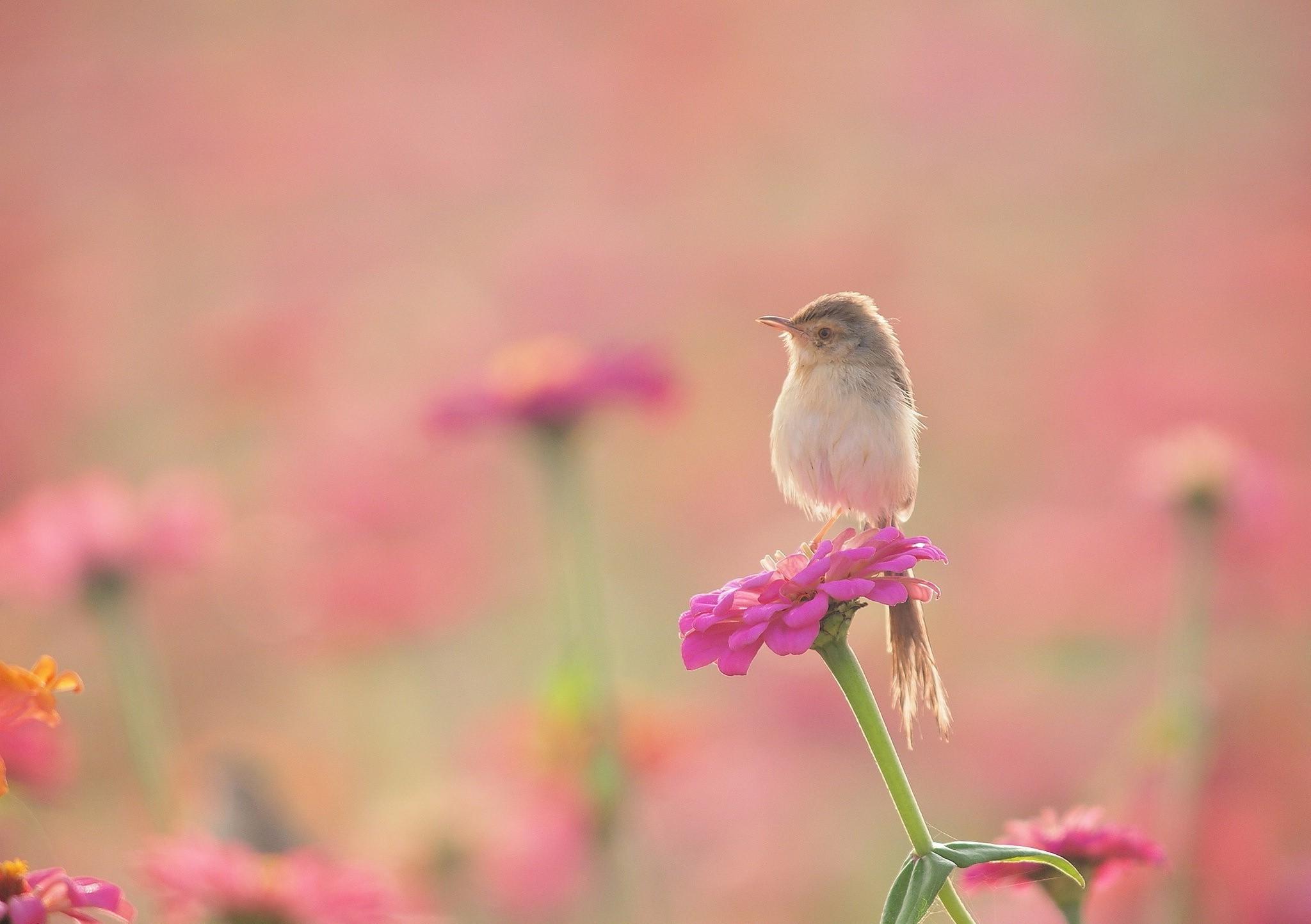 Floral and Bird Wallpaper 2048x1444
