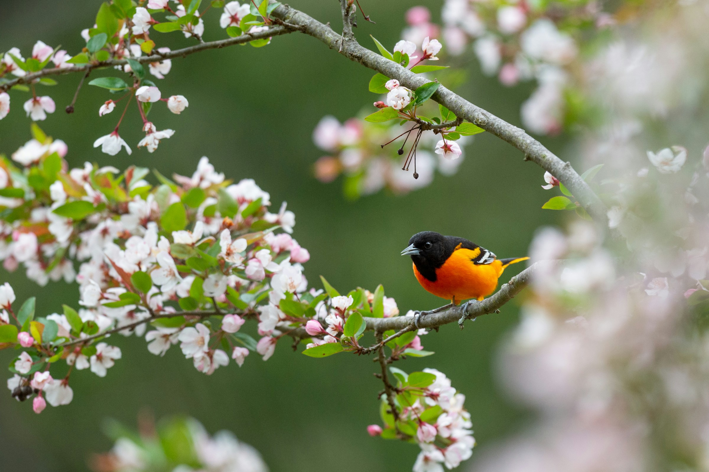 Flowers and Birds Image HD Download 2400x1598