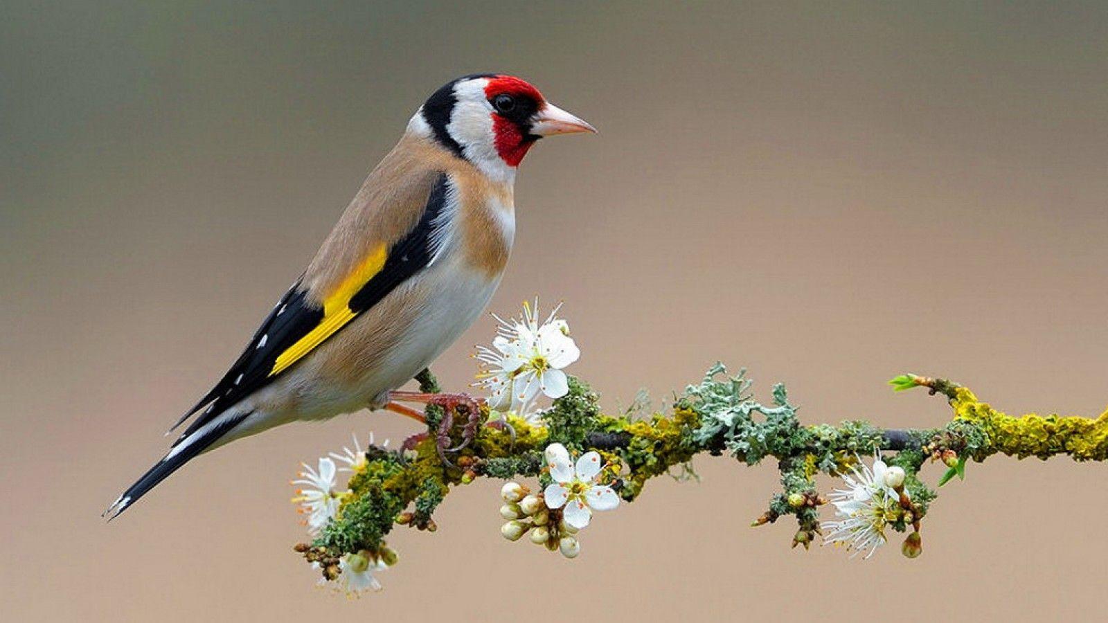 Flowers and Birds Pictures Free Download 1600x900