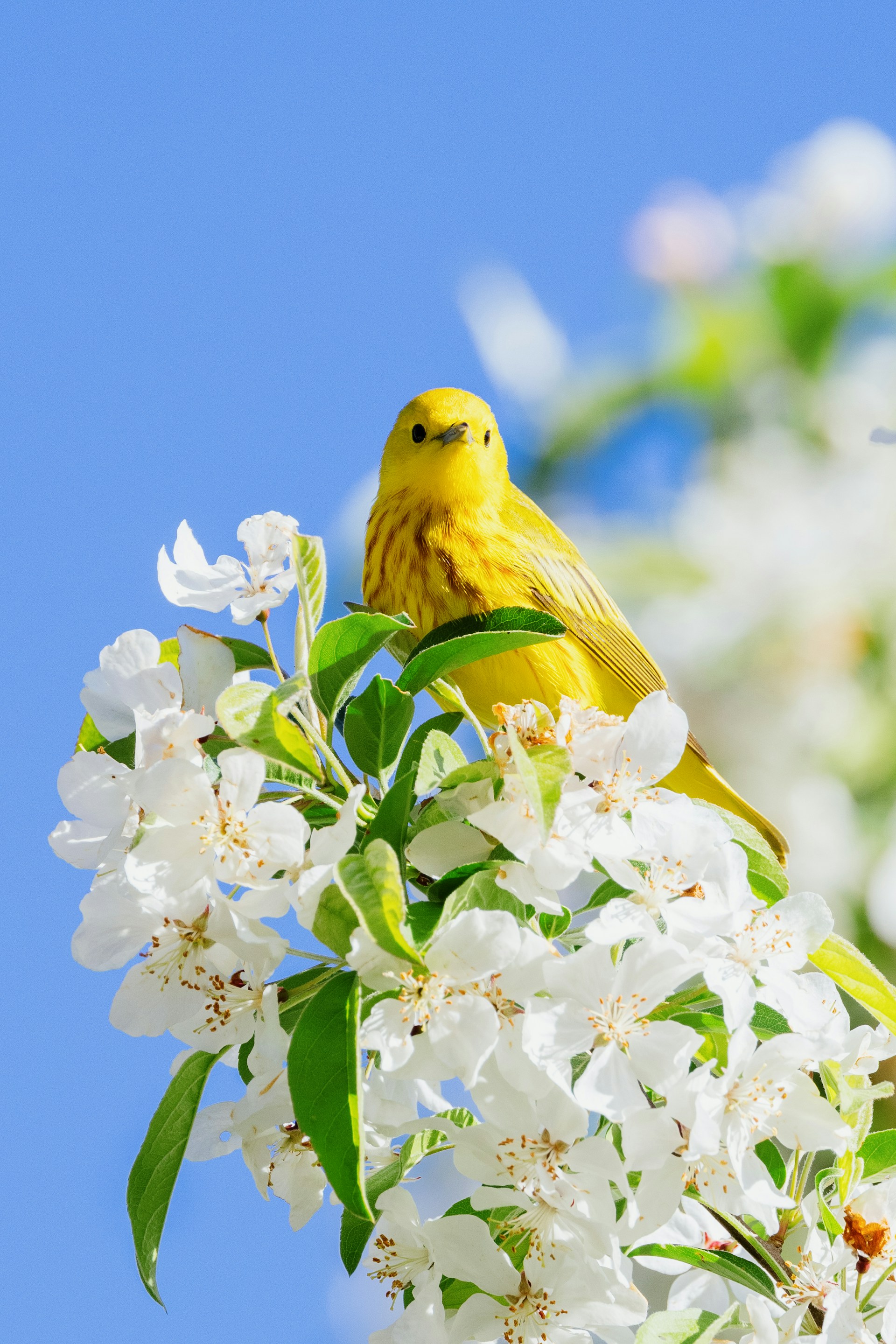 Flowers and Birds Wallpaper Download 1920x2880