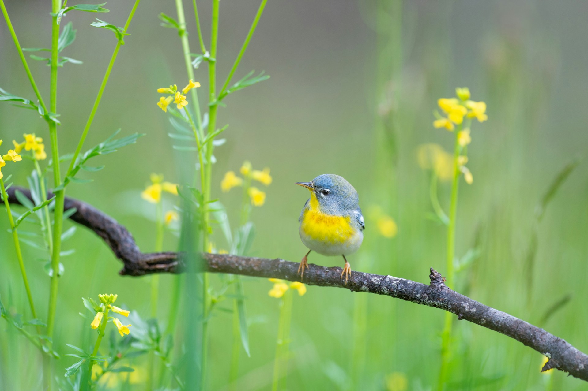 Free Wallpaper Birds and Flowers 1920x1278