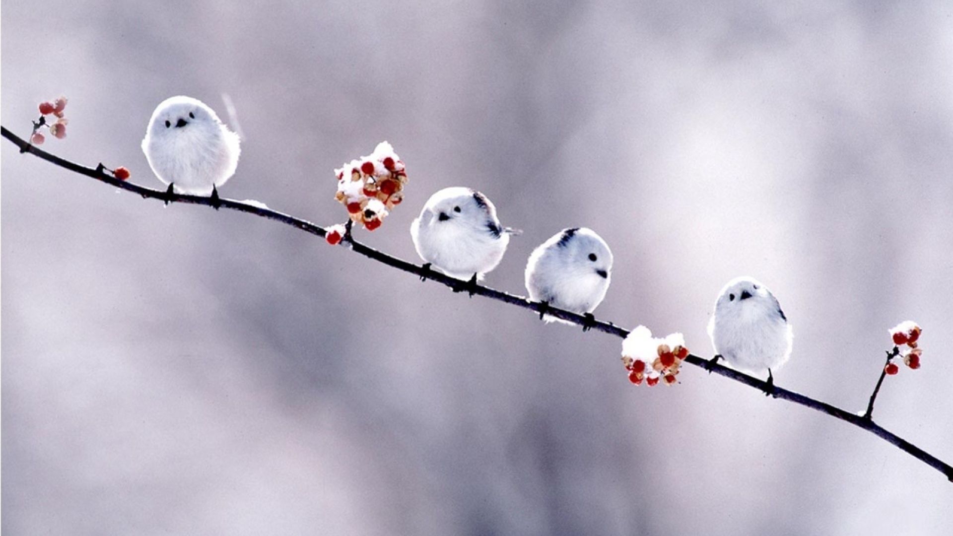 Small Birds and Flowers Wallpaper 1920x1080