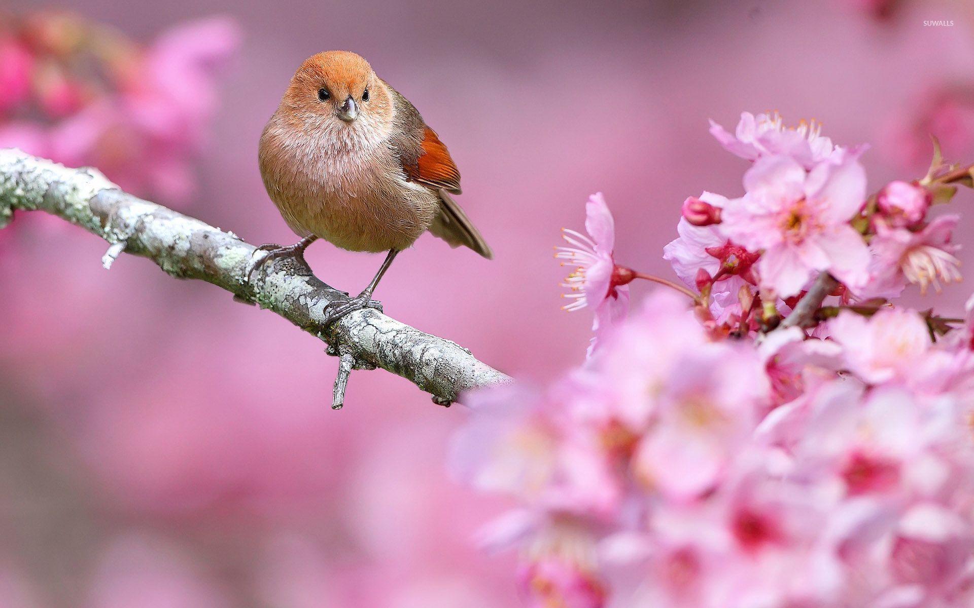 Spring Flowers and Birds Wallpaper 1920x1200