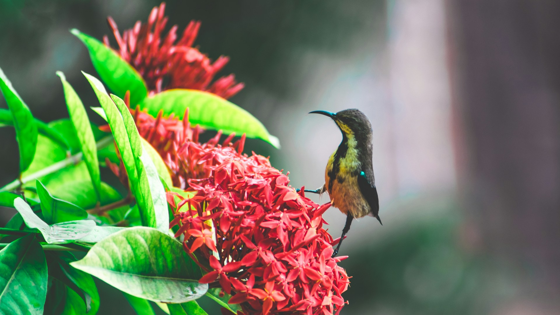 Tropical Birds and Flowers Wallpaper 1920x1080