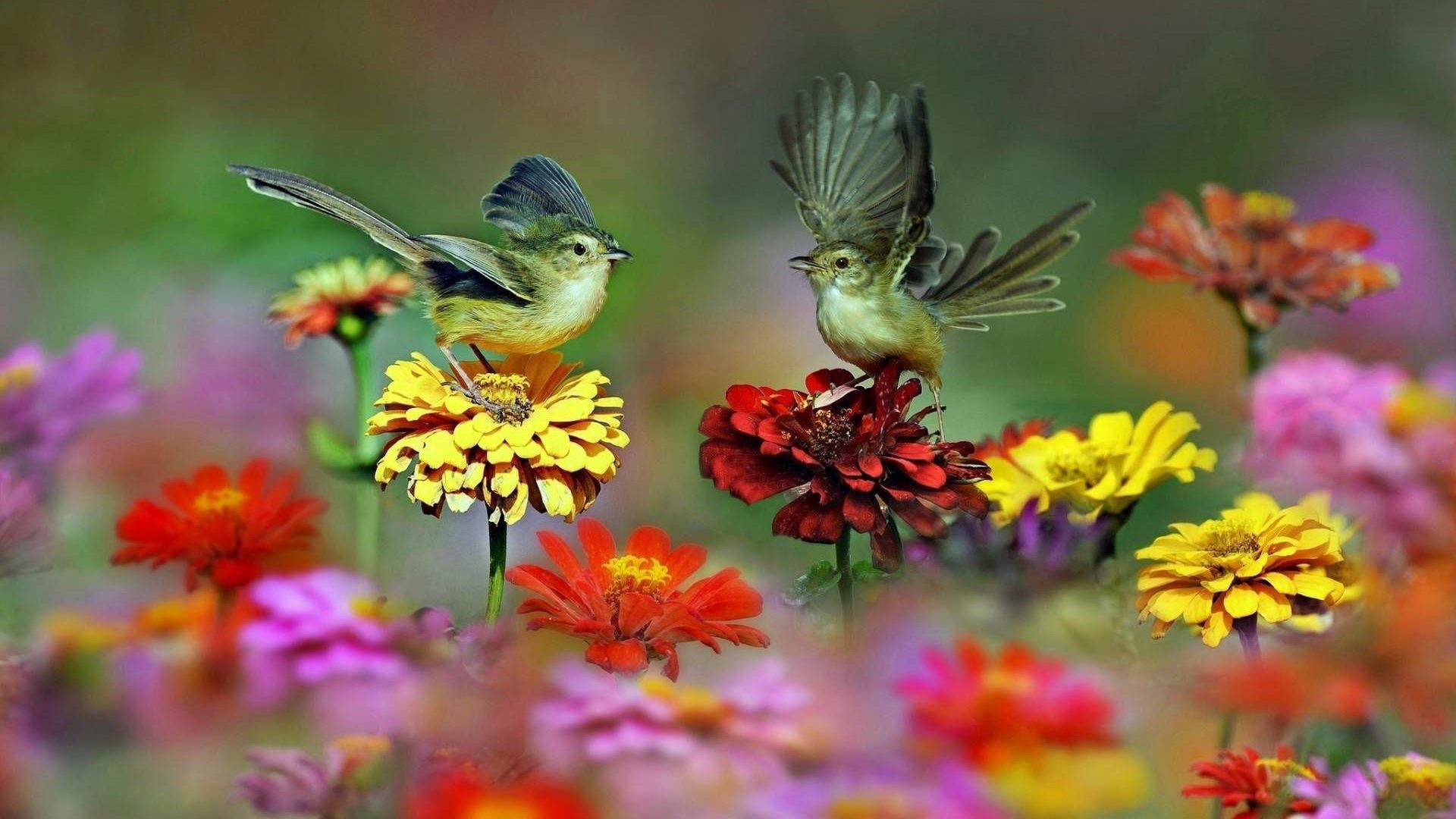 Vintage Flowers and Birds Wallpaper 1920x1080