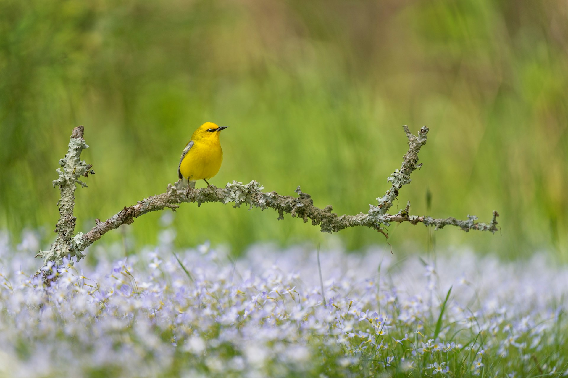 Wallpaper Birds and Flowers Download 1920x1278