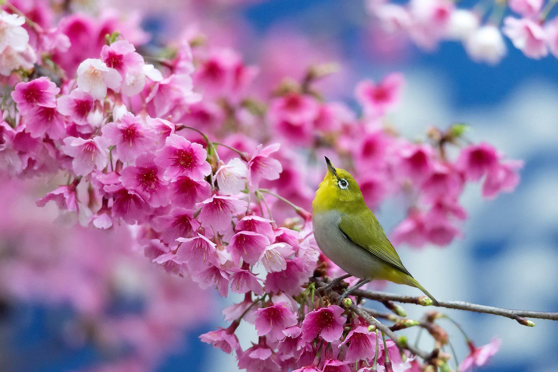 Wallpaper Flowers and Birds 1920x1280