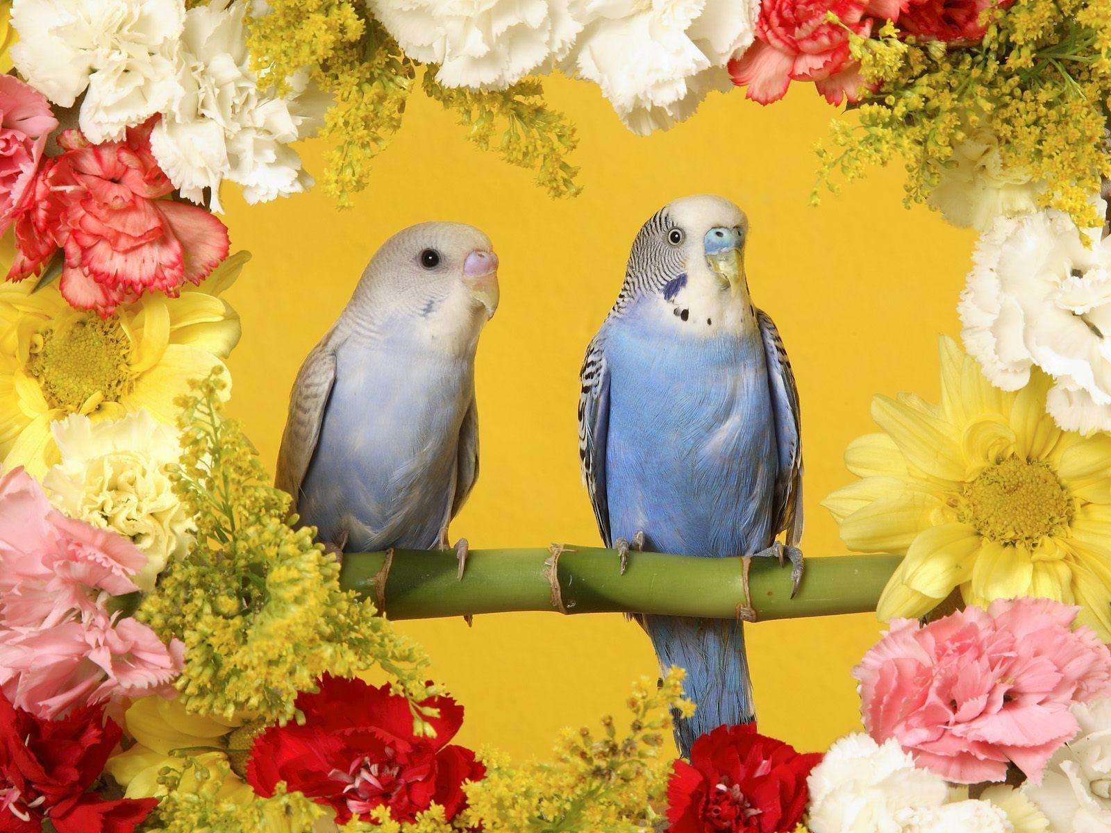 Wallpaper With Flowers and Birds 1600x1200