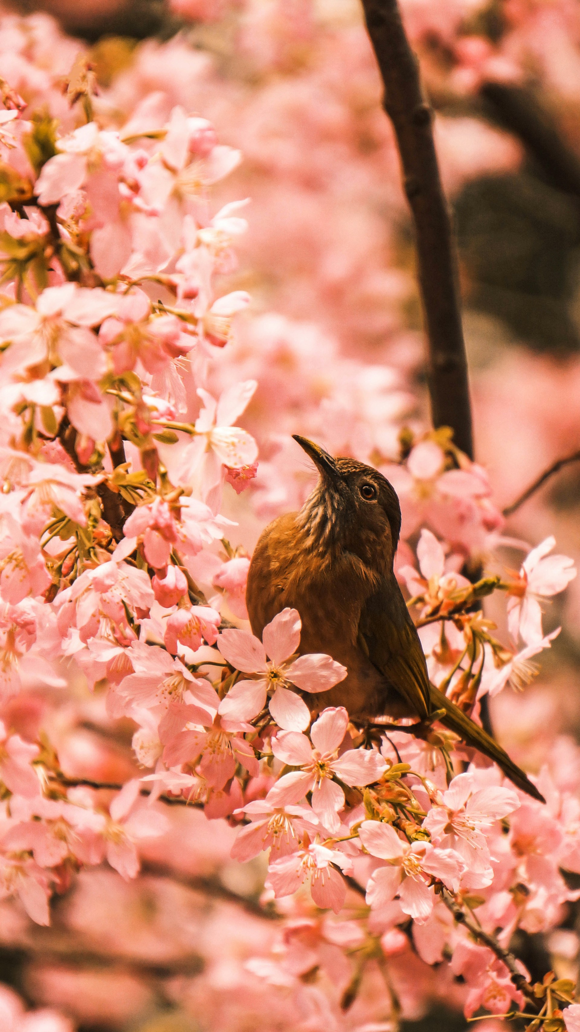 Wallpapers of Birds and Flowers 1920x3412