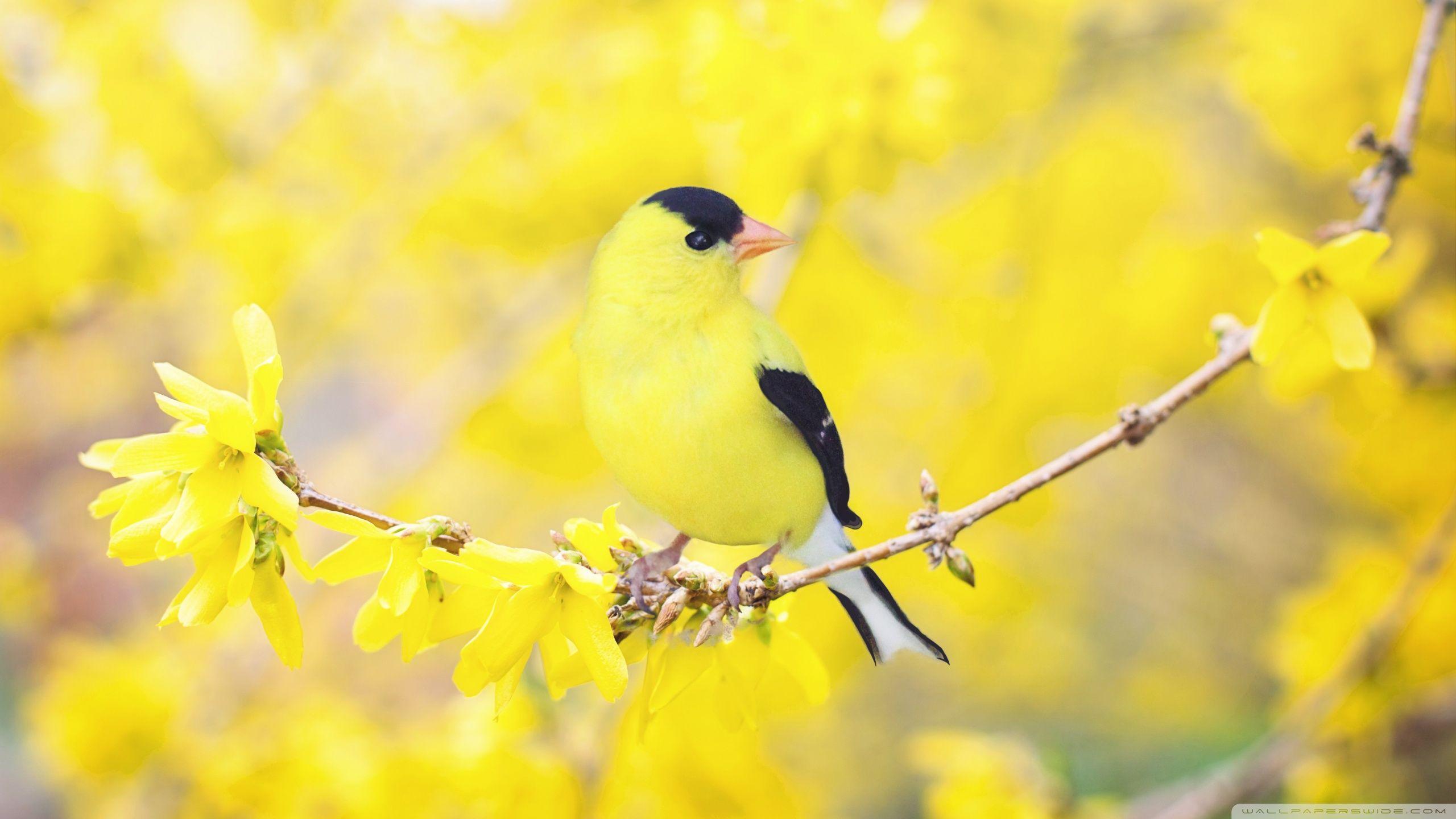 Yellow Wallpaper With Birds and Flowers 2560x1440
