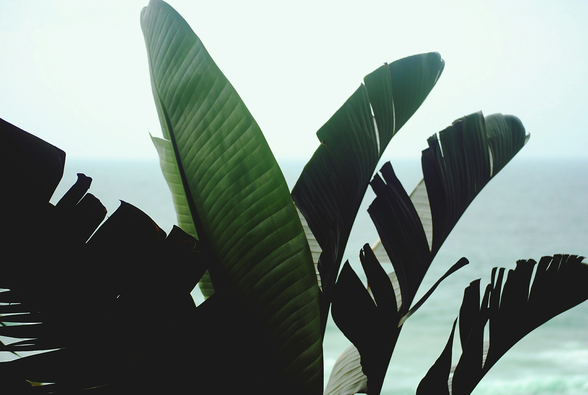 Jungle Leaf Black and White Background 1920x1289