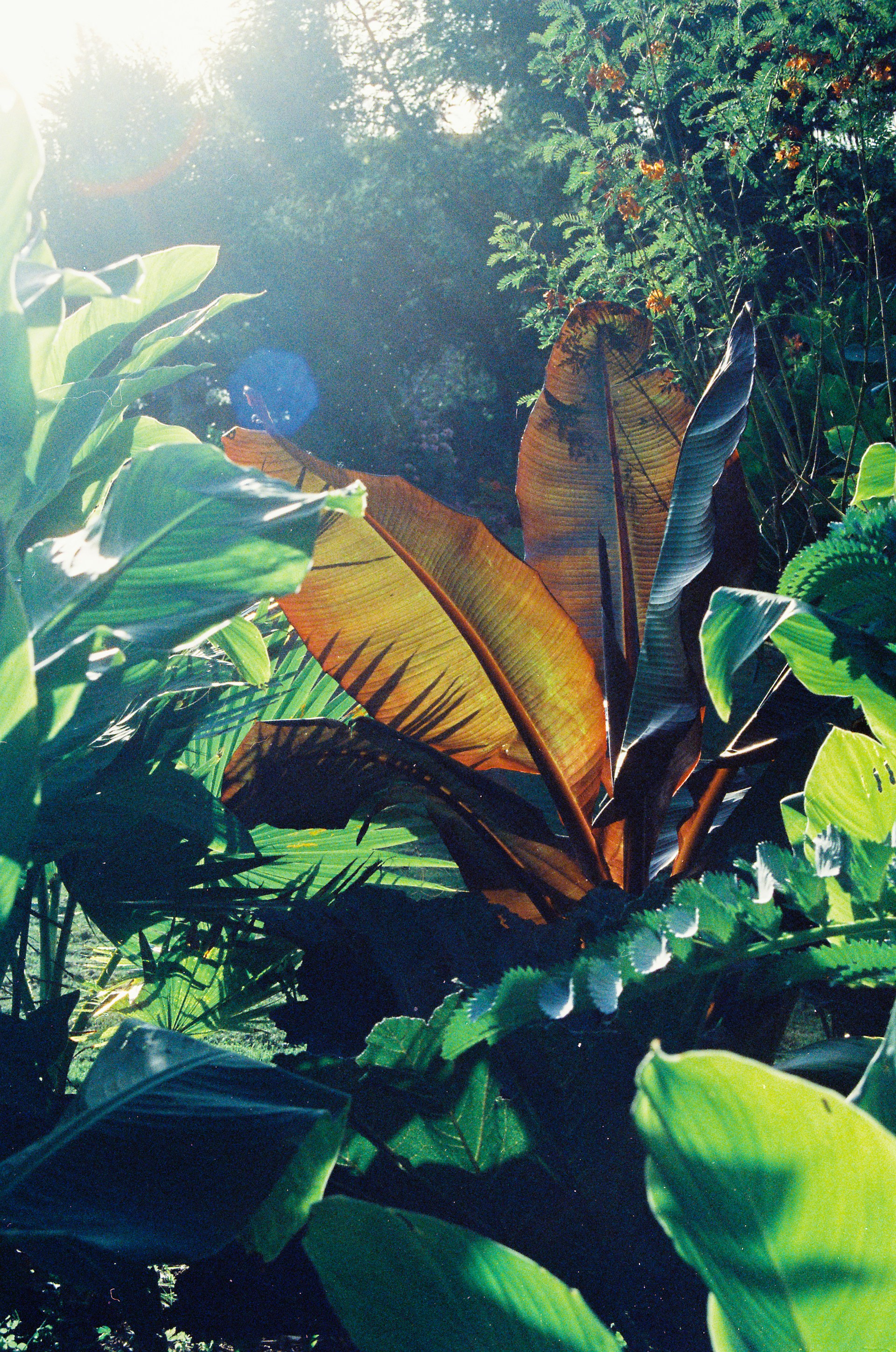 Jungle Leaves Blue Wallpaper 1920x2897