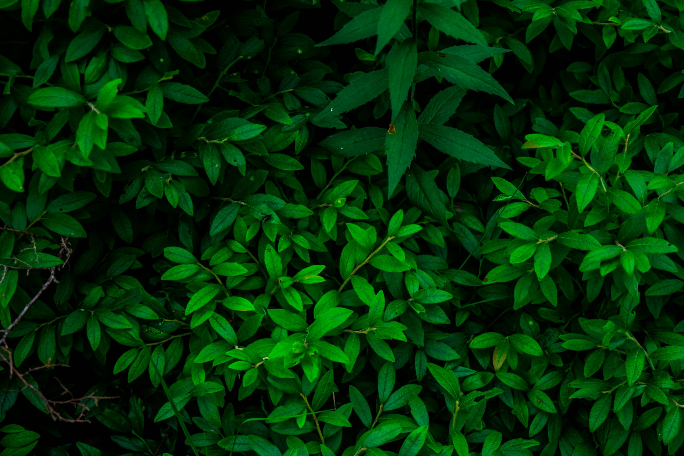 Jungle Leaves Print Wallpaper 2400x1600