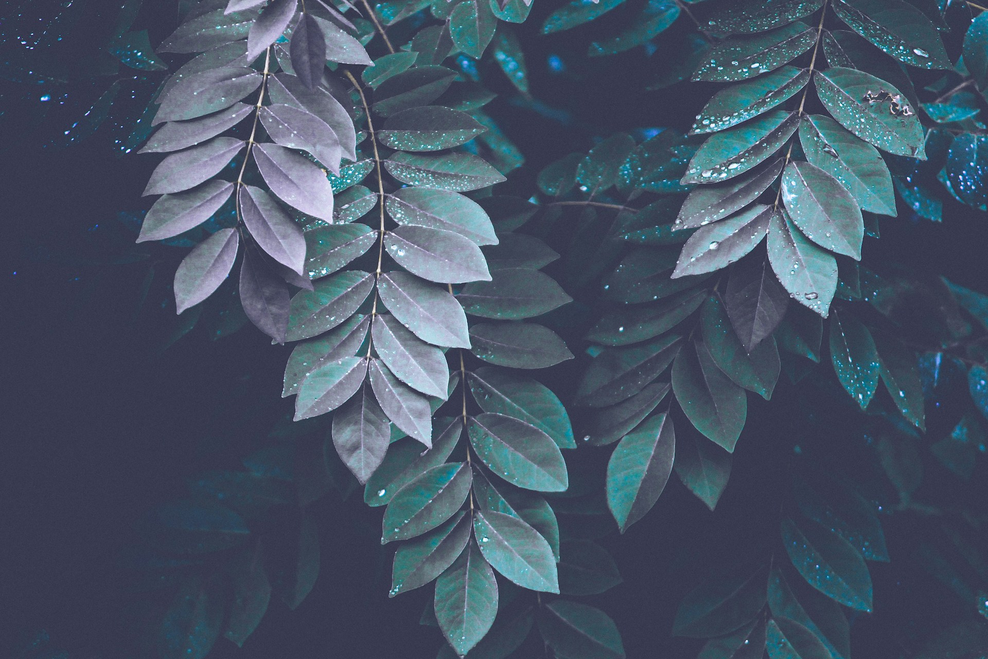 Rainforest Leaves Wallpaper 1920x1280