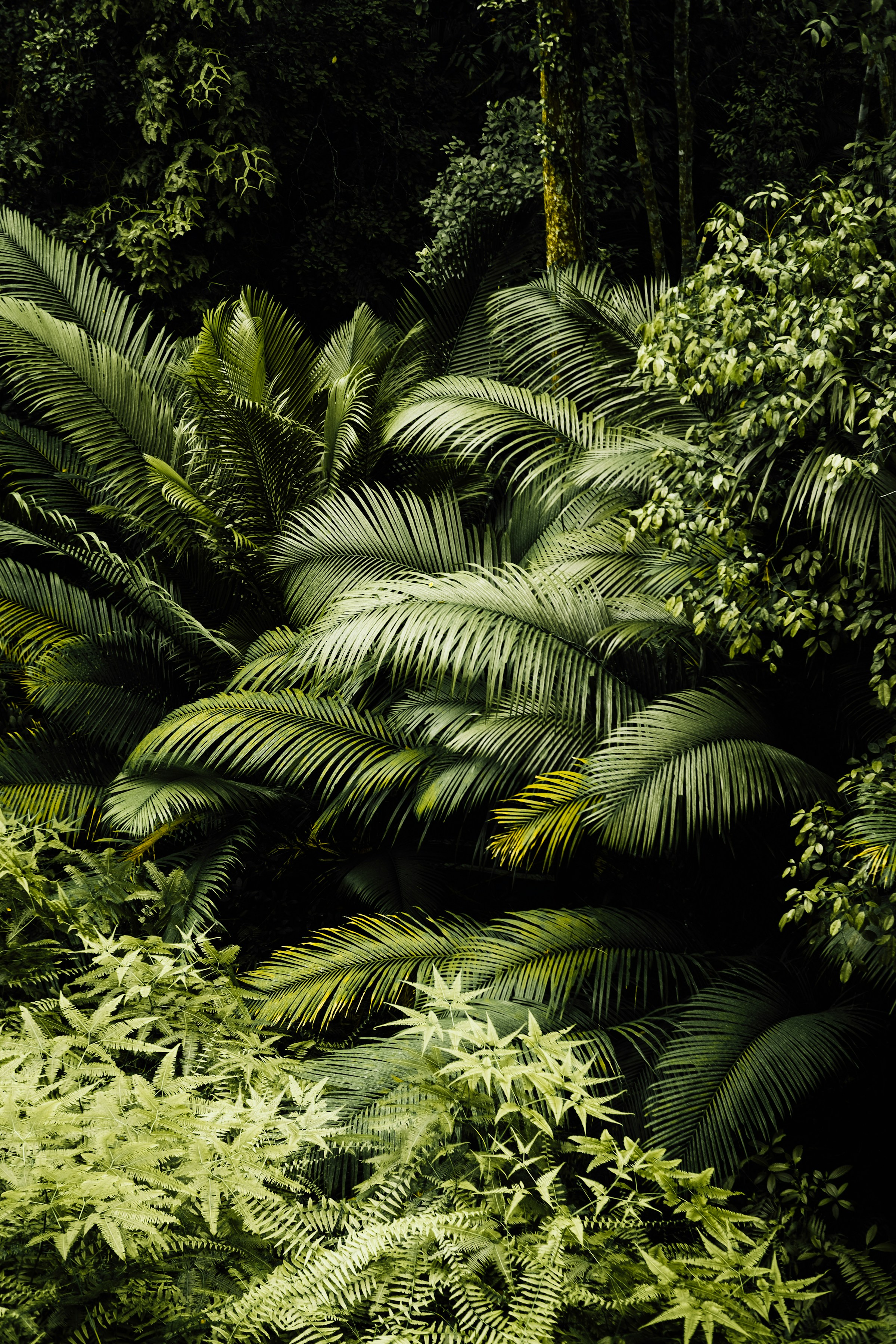 Tropical Jungle Leaf Wallpaper 2400x3600