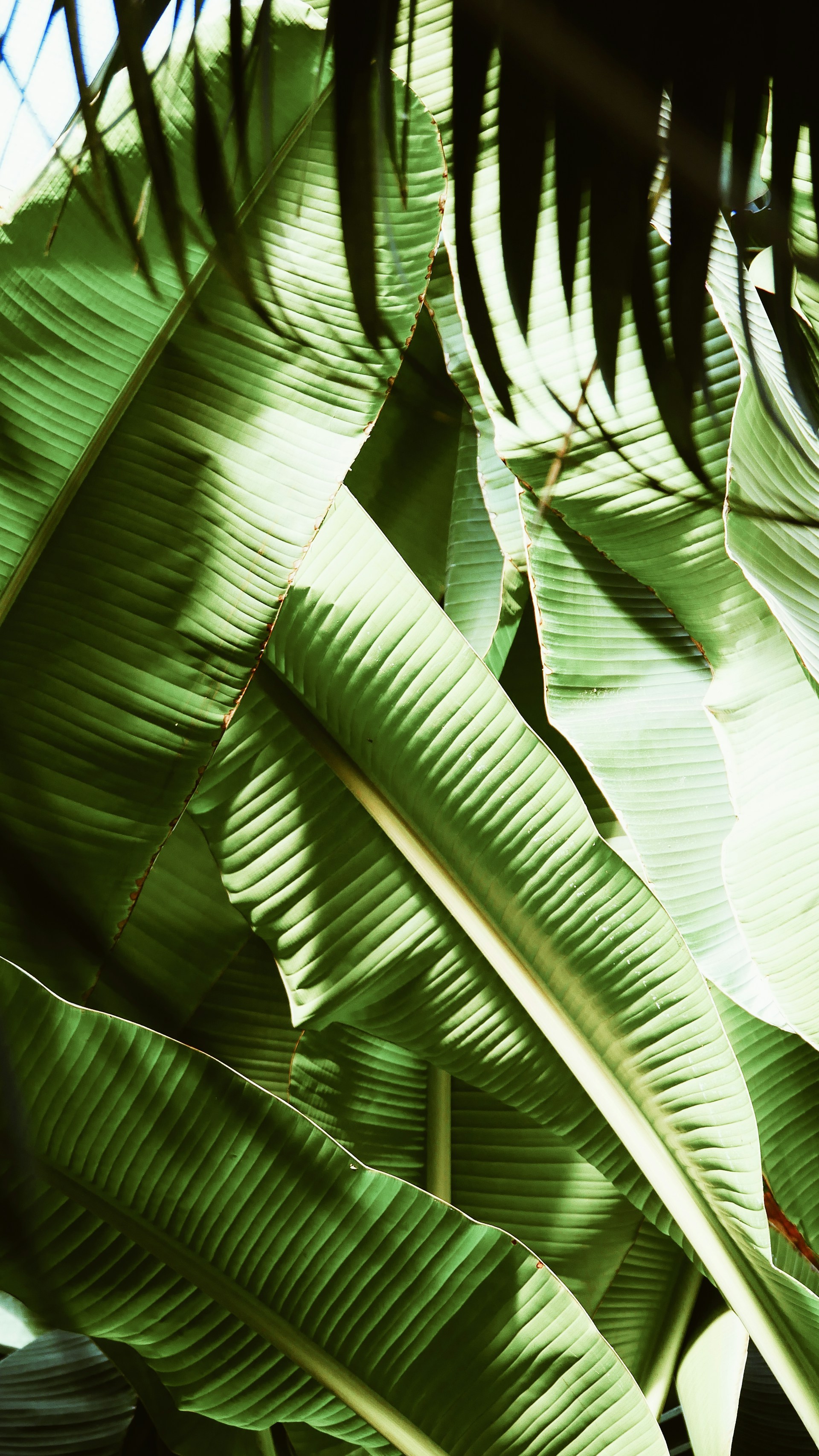 Tropical Leaf Wallpaper iPhone 1920x3412