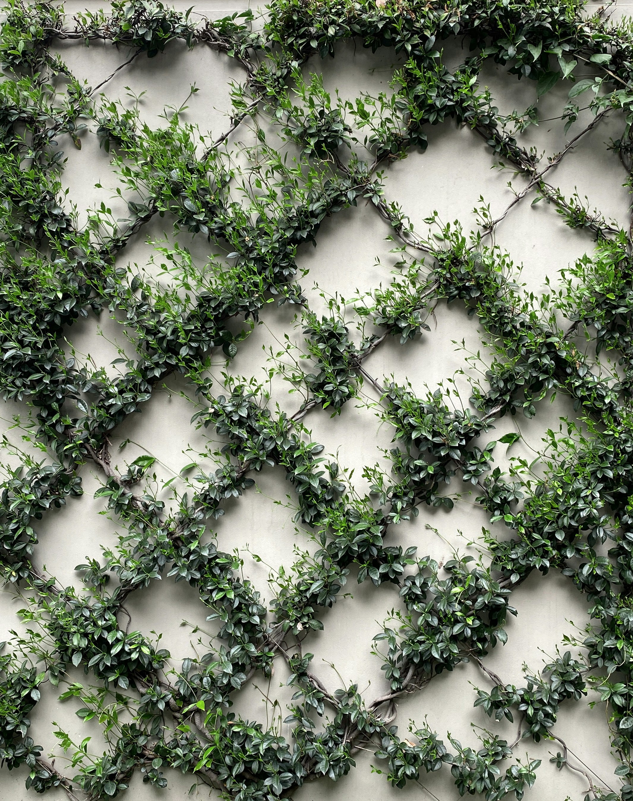 Green Leaf Wallpaper Vine 2131x2697