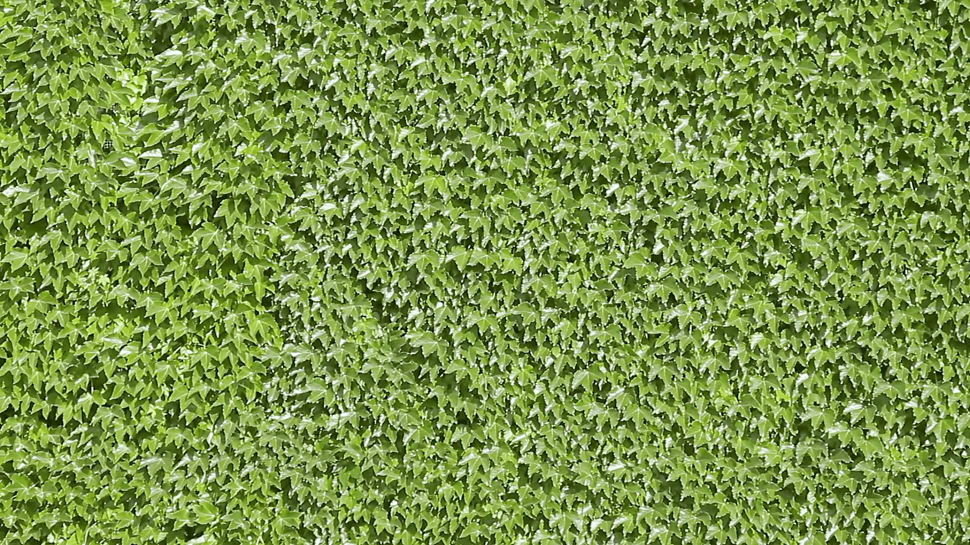Large Green Vine Wallpaper 1920x1080
