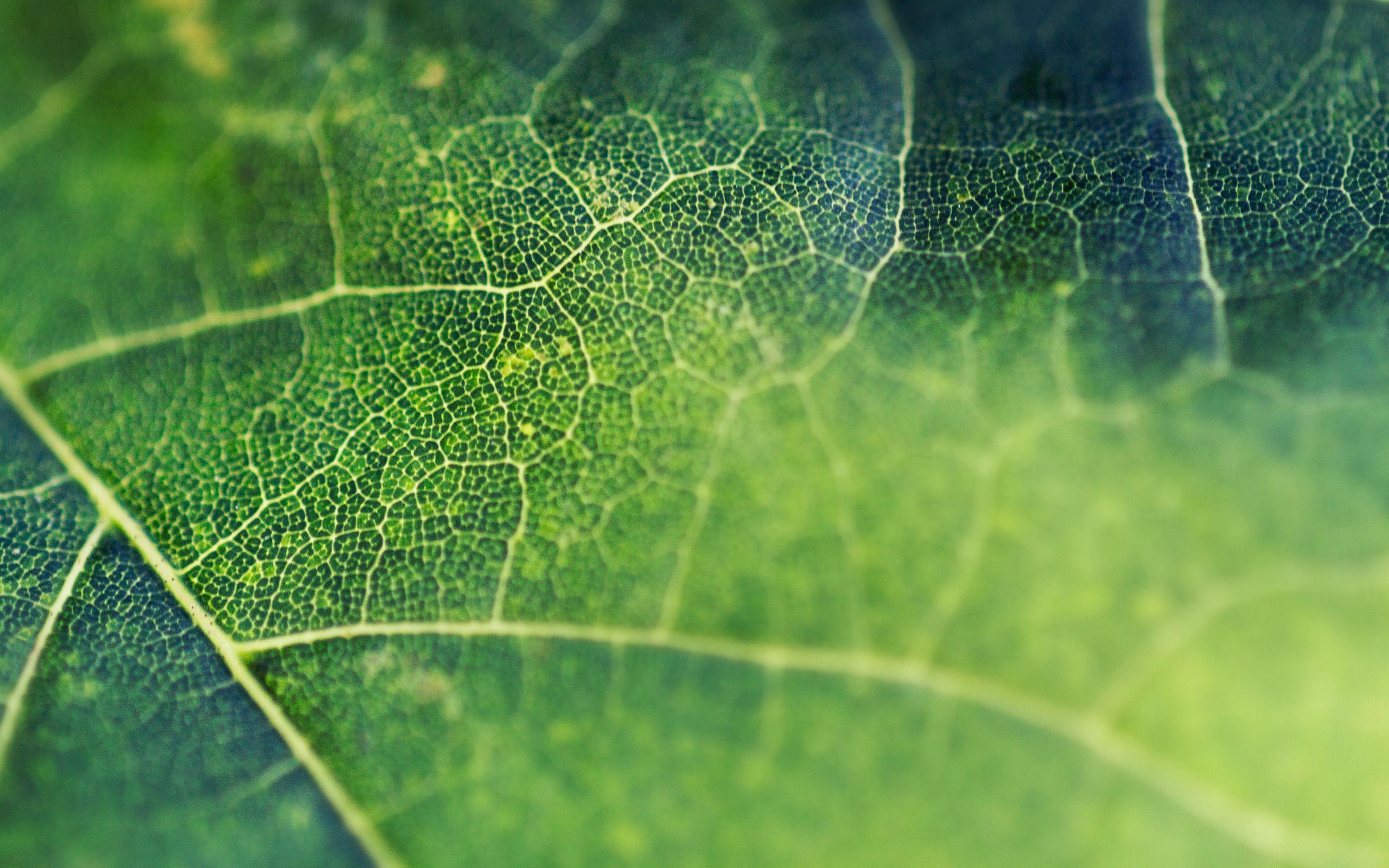 Leaf Vine Wallpaper 2560x1600