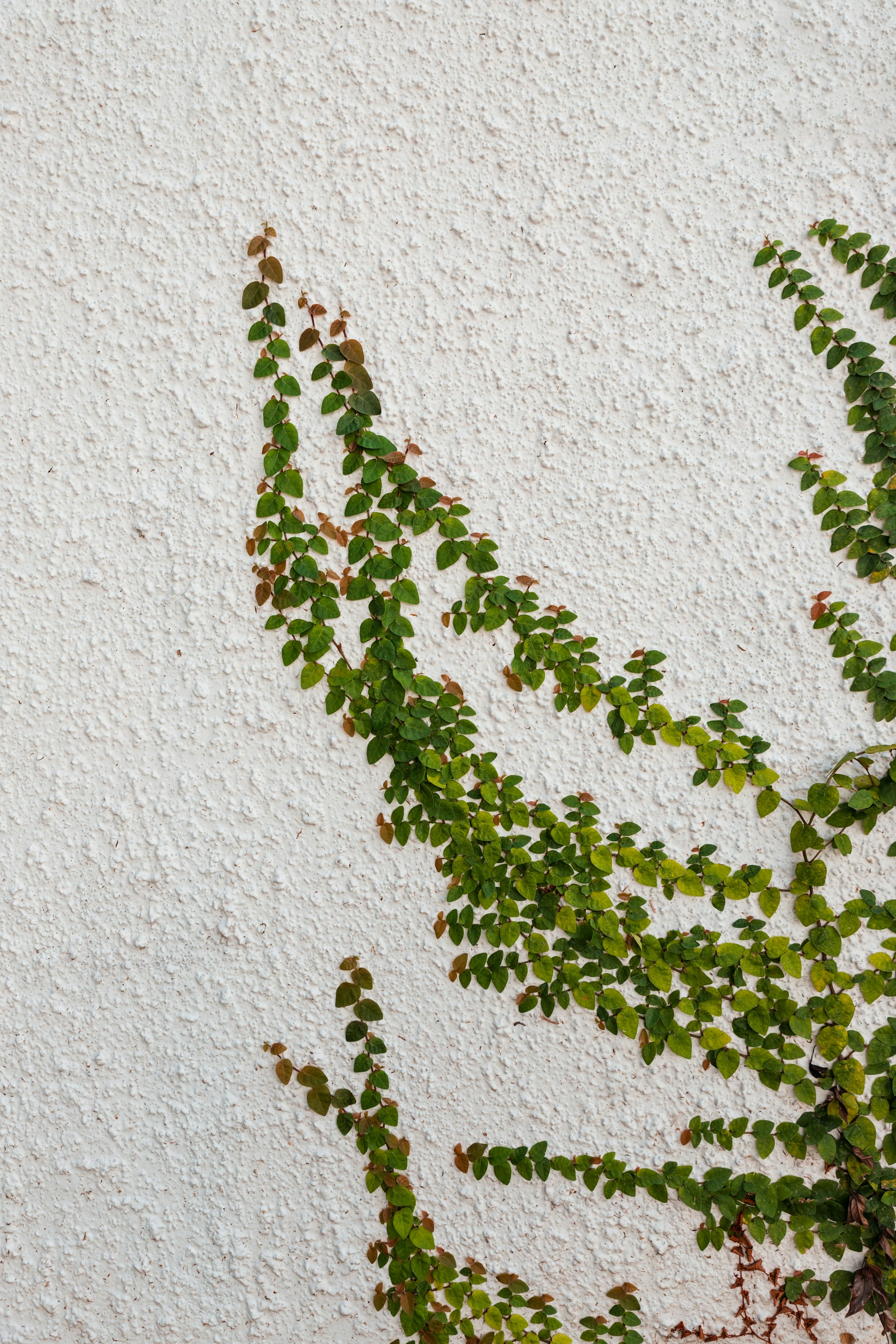 Little Green Vine Wallpaper 1920x2880
